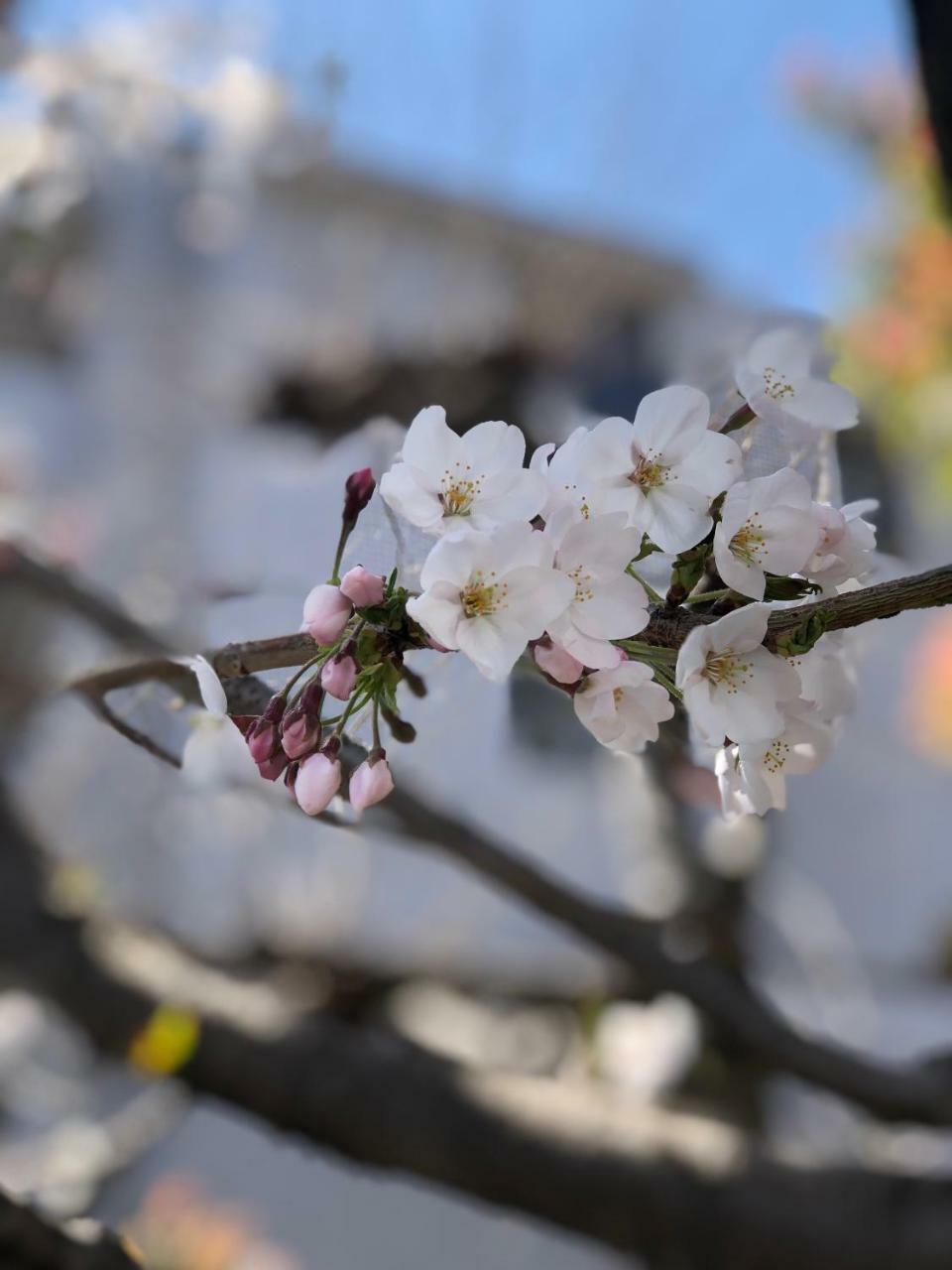 Rinn Heian Shirakawa Kyoto Ngoại thất bức ảnh